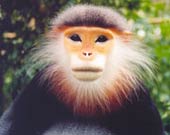 Primate species can escape extinction