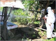 Prime Minister Nguyen Tan Dung: Resolutely not to cause bird flu outbreak