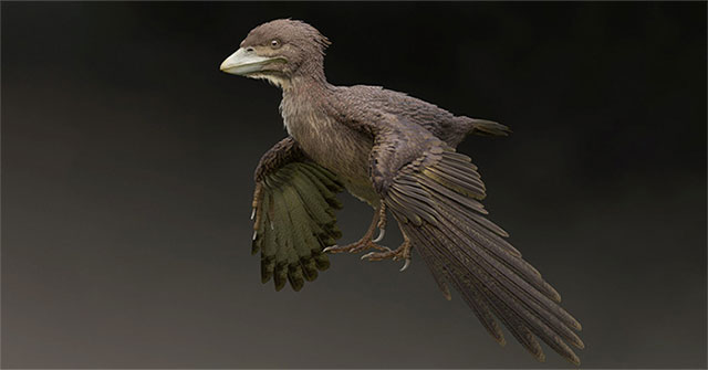 Primitive birds of the same period dinosaurs