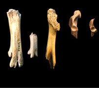Primitive birds share the same fate with dinosaurs