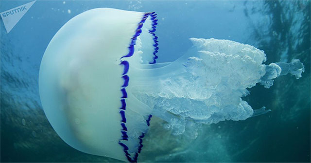 Primorye scientists invented antioxidant drinks from jellyfish and citrus