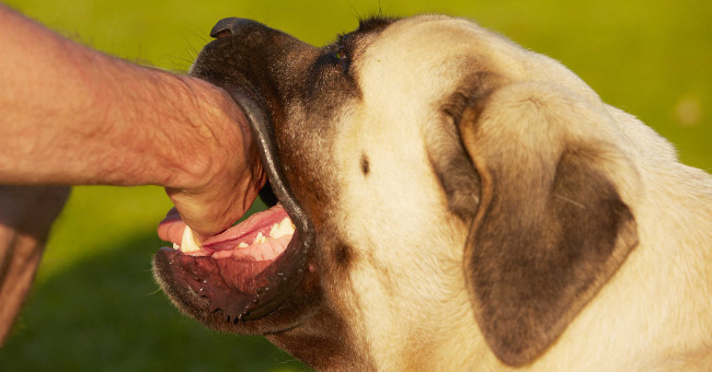 Principles for prevention of rabies in humans