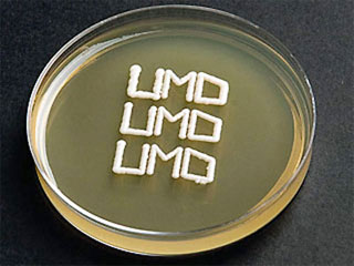 Print 3-D stem cells with inkjet cartridges