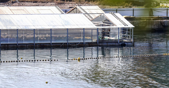 'Prison' imprisoned eels and whales off Russia