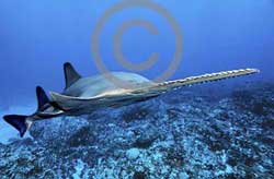 Pristis perotteti swordfish
