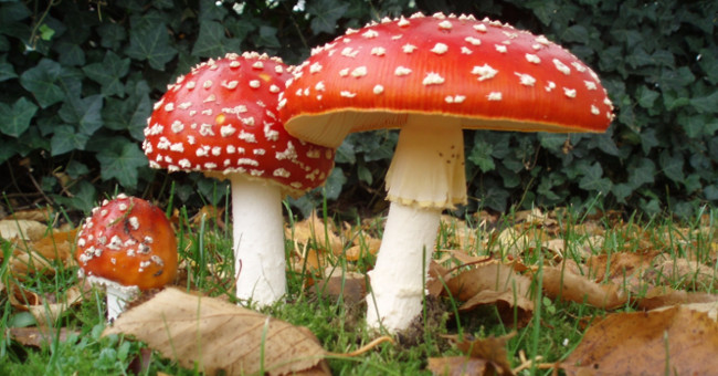Private signs of poisonous mushrooms