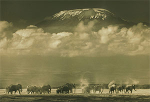 Prizes for beautiful wild photos