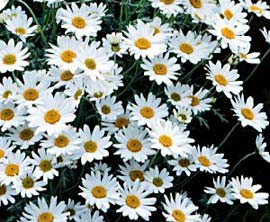 Process of daisy flower breeding