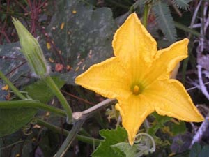 Process of planting pumpkin varieties F1-125
