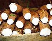 Process of processing cassava starch from cassava tubers