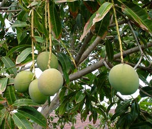 Processing mango flowers in the North