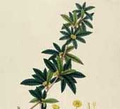 Produce becberin by biotechnology