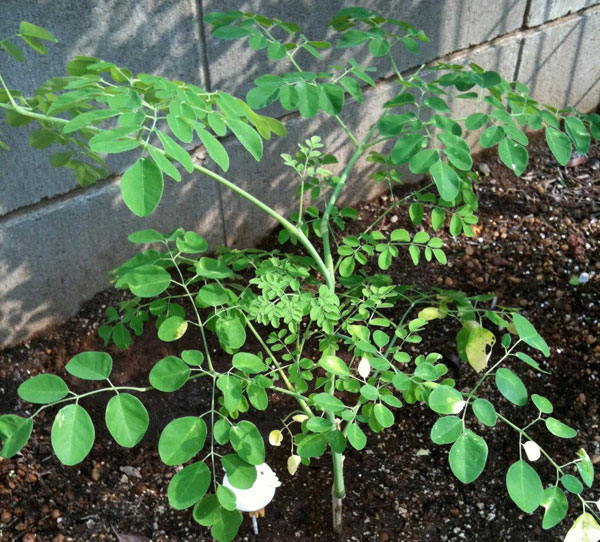 Produce clean water from the dense tree