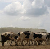 Produce fuel from cow's belching gas