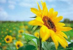 Produce fuel from sunflower oil