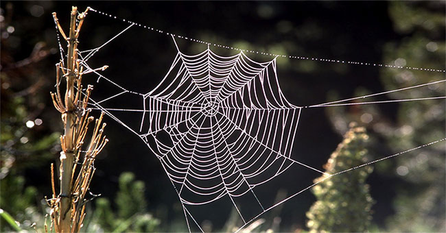 Producing artificial spider silk lighter than cotton, more durable than steel