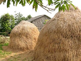 Producing biofuel from dry straw and trees