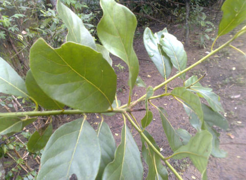 Producing biofuel from Litsea tree