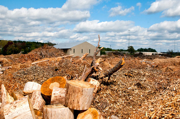 Producing chemicals and biofuels from wood biomass