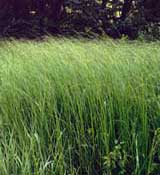 Producing electricity from exotic plants