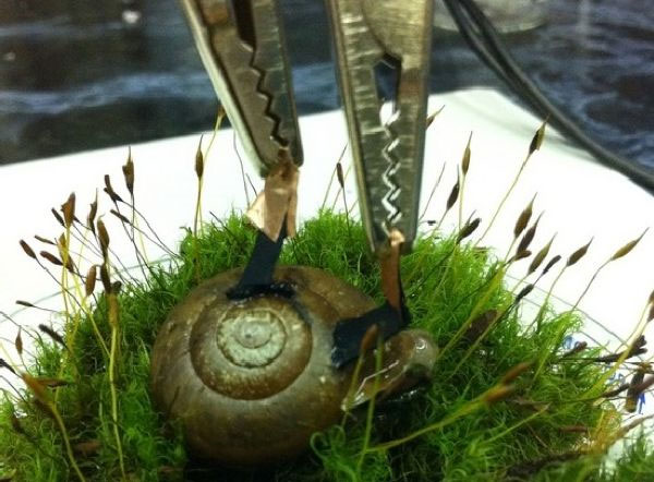 Producing electricity with snails