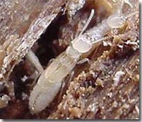 Producing energy from termite gut
