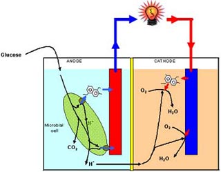 Producing high energy fuel cells from cows