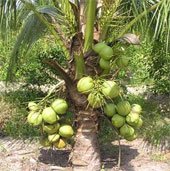 Producing wine and soft drinks from coconut nectar