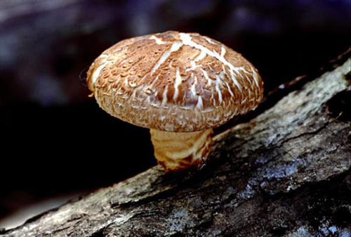Production of biodiesel from mushrooms