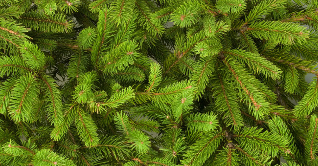 Production of bioplastics from renewable sources