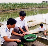 Production of fish spotted by artificial method