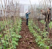 Production of organic fertilizer from paper material bark