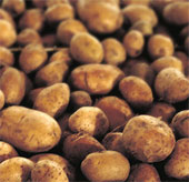 Production of seed potatoes saves money