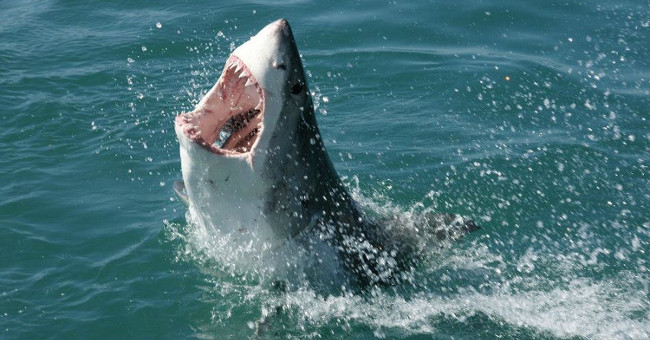 Project of turning the US Navy torpedo shark live