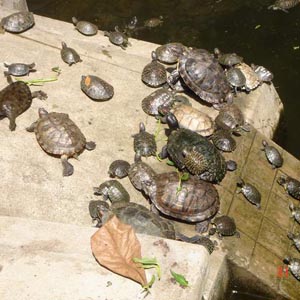 Proposal to kill red-eared turtle of Sword Lake with net
