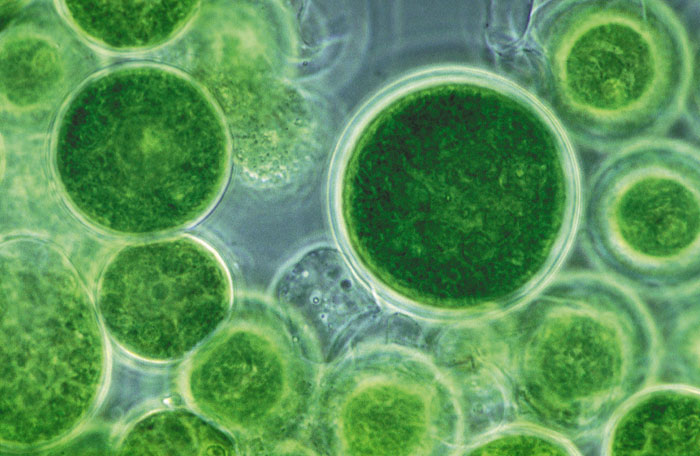 Prospects to extract oil from microalgae