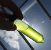 Prospects to produce cancer medicine from algae