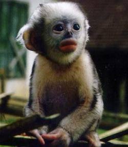 Protecting populations of Tonkin snub-nosed monkeys in Ha Giang