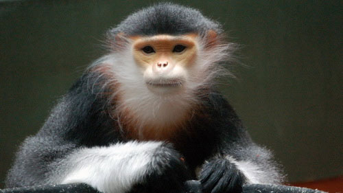 Protecting primates at Son Tra peninsula