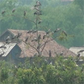 Protection of a rare and precious herd of flocks in Muong Phang commune