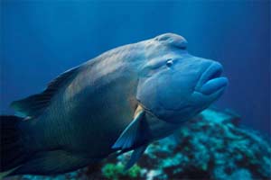 Protection of endangered aquatic species