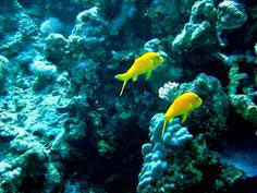 Protection of inventions related to biodiversity and genetic resources