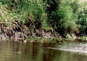 Protection of mangrove ecosystem in Mekong Delta