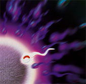 Protein discovery decides to conceive successfully