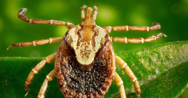 Protein found in ticks can cure heart disease