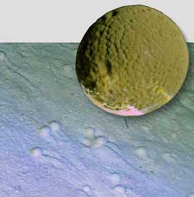 Protozoan changes the way of looking at evolution