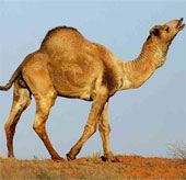 Proved to be camel infected with MERS-CoV virus