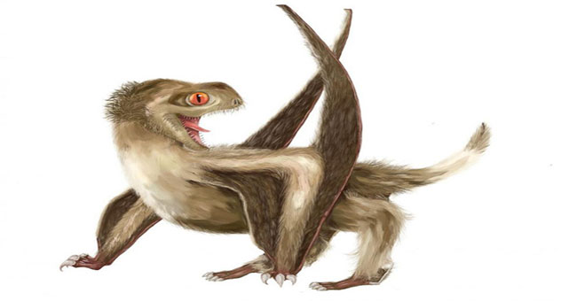 Pterosaurs may have feathers