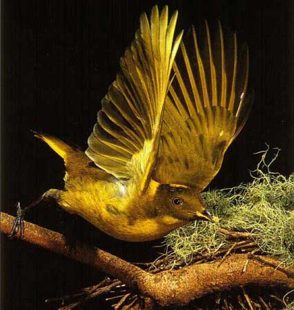 Ptilonorhynchidae - Ptilonorhynchidae