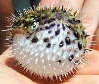 Puffer fish seduces mates with poison